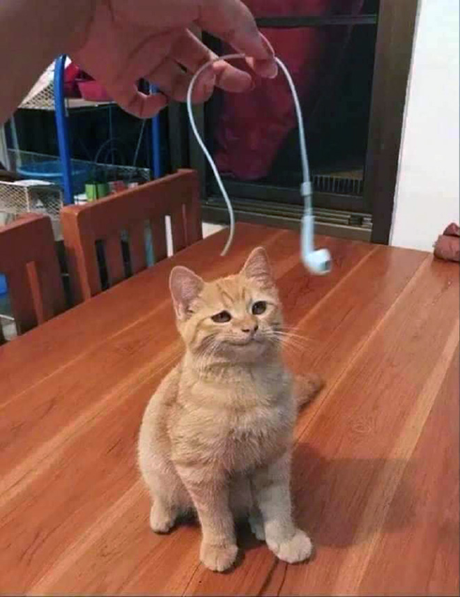 Funny Photos That Prove Cats Are The Biggest Jerks