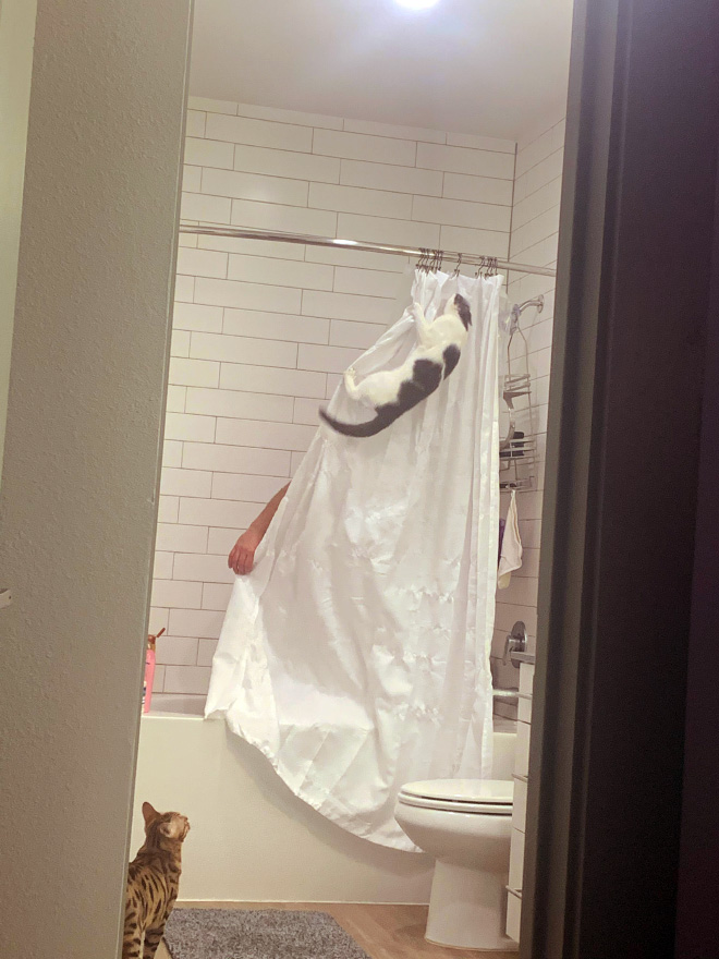 Funny Photos That Prove Cats Are The Biggest Jerks