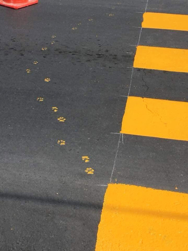 Funny Photos That Prove Cats Are The Biggest Jerks