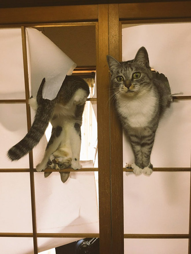 Funny Photos That Prove Cats Are The Biggest Jerks