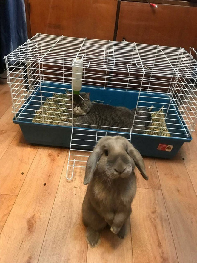 Funny Photos That Prove Cats Are The Biggest Jerks