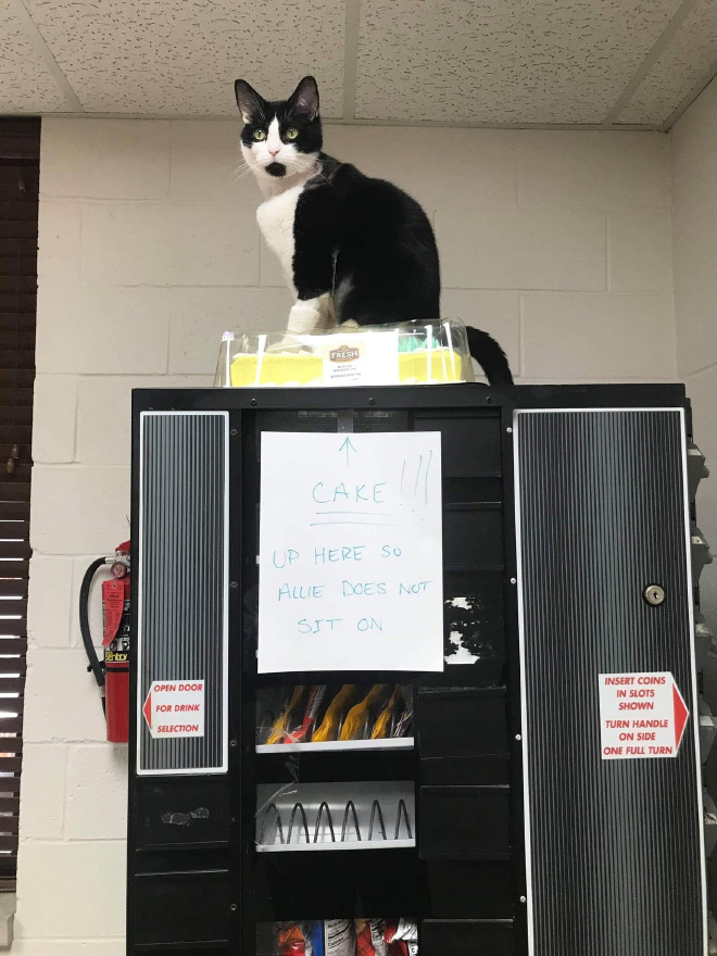 Funny Photos That Prove Cats Are The Biggest Jerks