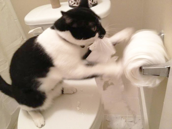 Funny Photos That Prove Cats Are The Biggest Jerks