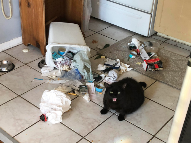 Funny Photos That Prove Cats Are The Biggest Jerks
