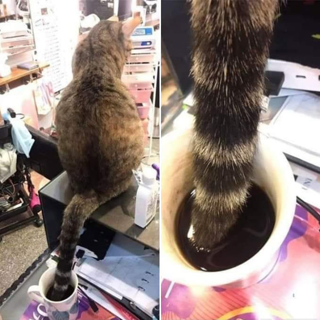 Funny Photos That Prove Cats Are The Biggest Jerks