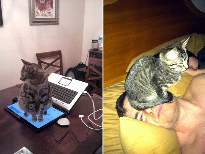 Funny Photos That Prove Cats Are The Biggest Jerks