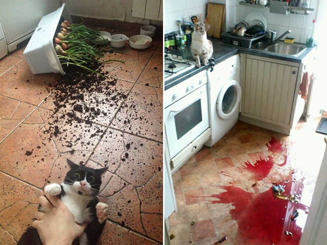 Funny Photos That Prove Cats Are The Biggest Jerks