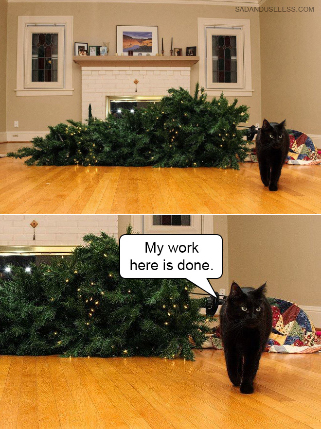 Funny Photos That Prove Cats Are The Biggest Jerks
