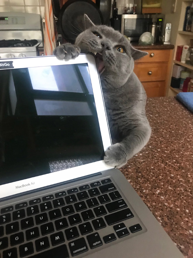 Funny Photos That Prove Cats Are The Biggest Jerks