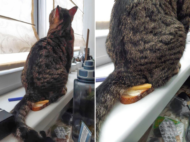 Funny Photos That Prove Cats Are The Biggest Jerks
