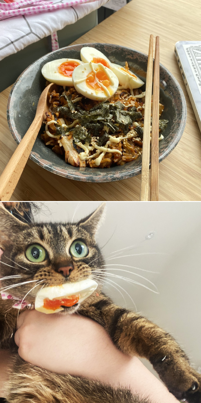 Funny Photos That Prove Cats Are The Biggest Jerks