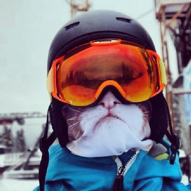 Funny Ultra-Realistic Animal Face Ski Masks
