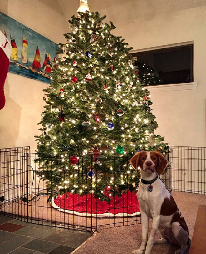 Genius People Who Found a Way To Protect Their Christmas Trees From Pets