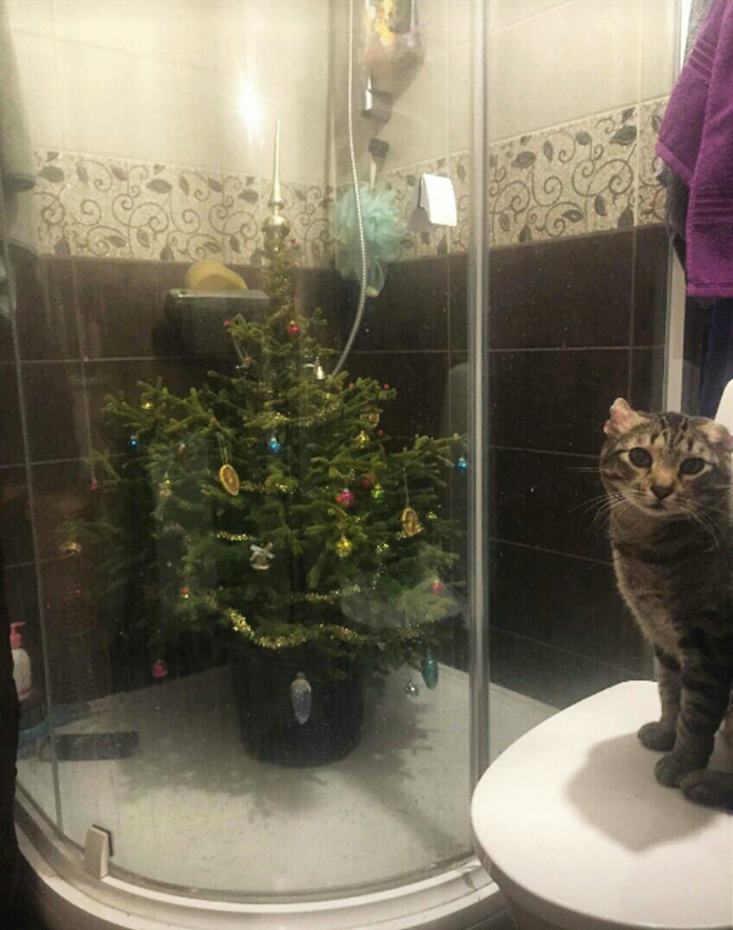 Genius People Who Found a Way To Protect Their Christmas Trees From Pets