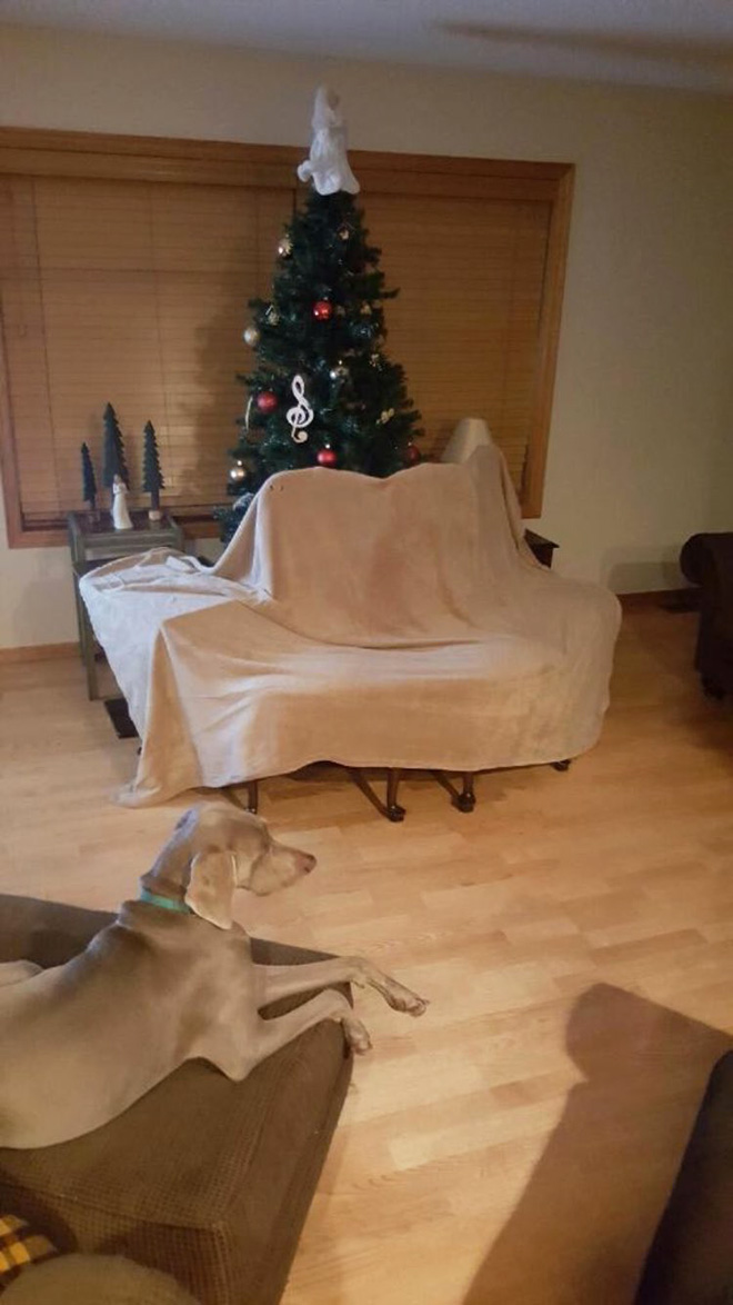 Genius People Who Found a Way To Protect Their Christmas Trees From Pets