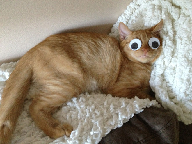 Googly Eyes: Cheap Way To Get Cheap Laughs