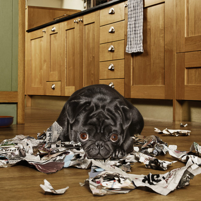 Guilty Dogs That Are Very Sorry For What They Just Did