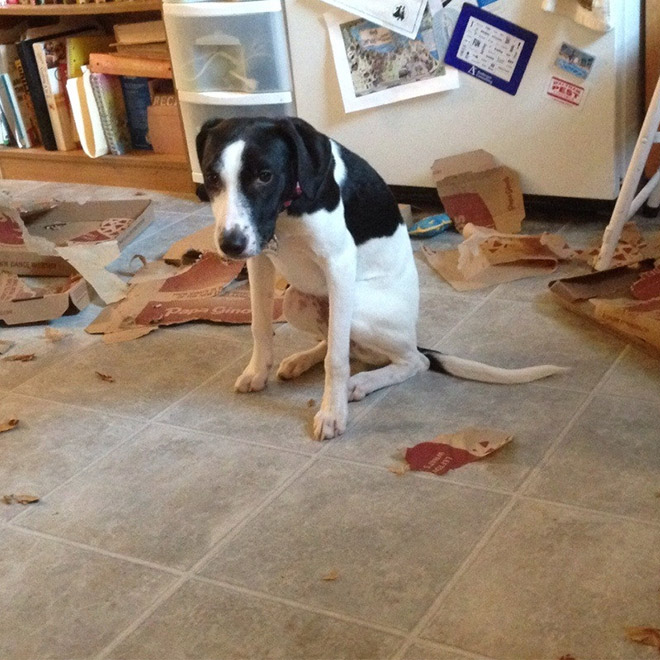 Guilty Dogs That Are Very Sorry For What They Just Did