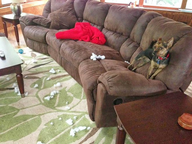 Guilty Dogs That Are Very Sorry For What They Just Did