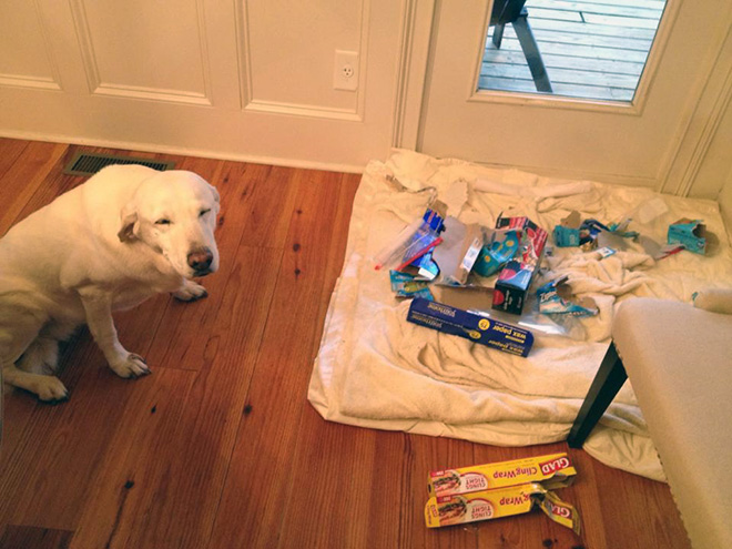 Guilty Dogs That Are Very Sorry For What They Just Did