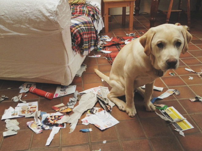 Guilty Dogs That Are Very Sorry For What They Just Did