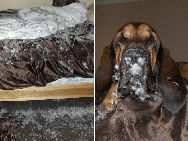 Guilty Dogs That Are Very Sorry For What They Just Did
