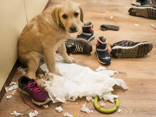 Guilty Dogs That Are Very Sorry For What They Just Did
