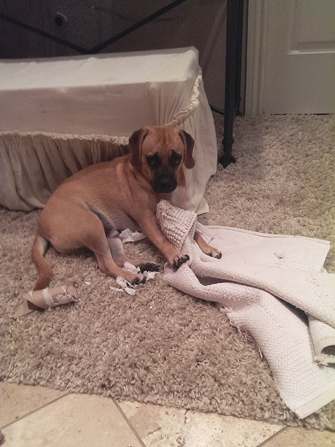 Guilty Dogs That Are Very Sorry For What They Just Did