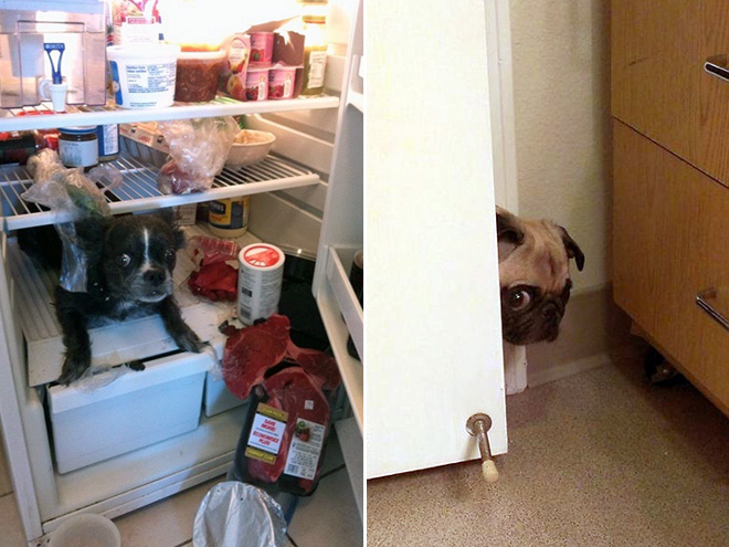 Guilty Dogs That Are Very Sorry For What They Just Did