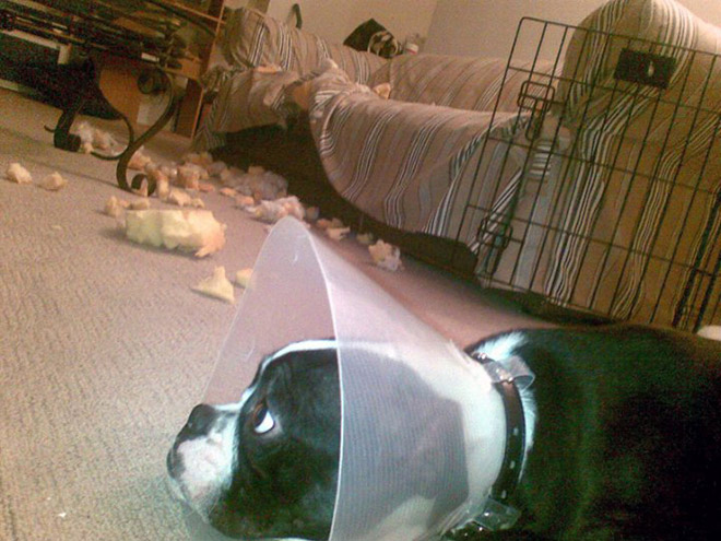 Guilty Dogs That Are Very Sorry For What They Just Did