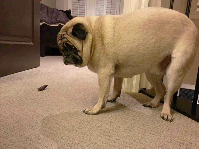 Guilty Dogs That Are Very Sorry For What They Just Did
