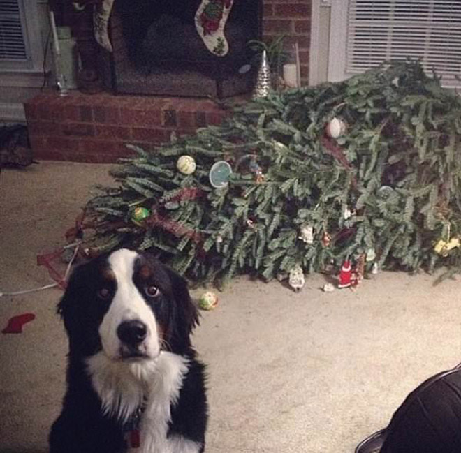 Guilty Dogs That Are Very Sorry For What They Just Did