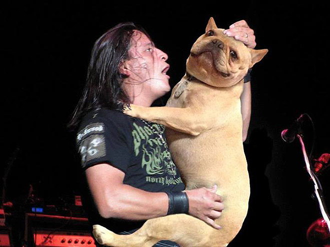 Guitars Replaced With Dogs