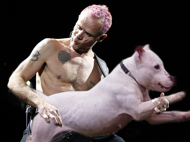 Guitars Replaced With Dogs