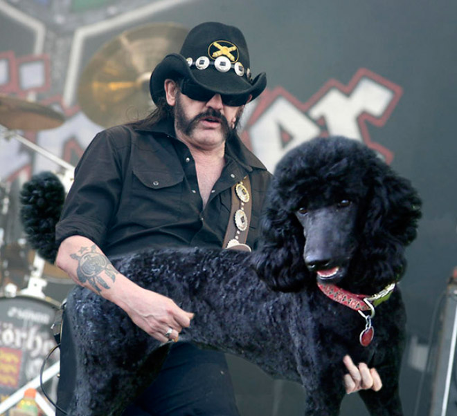 Guitars Replaced With Dogs