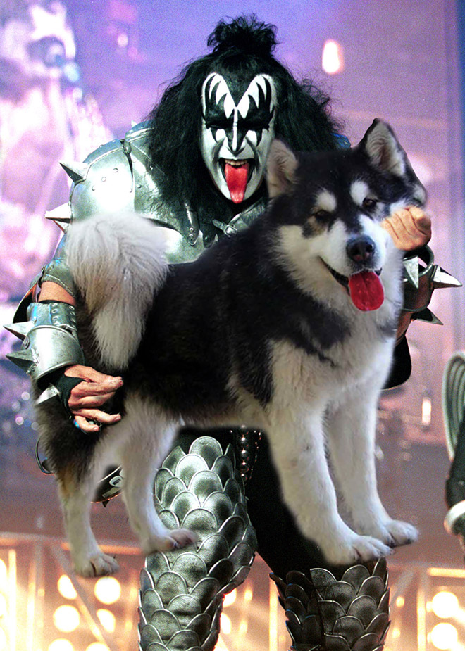 Guitars Replaced With Dogs
