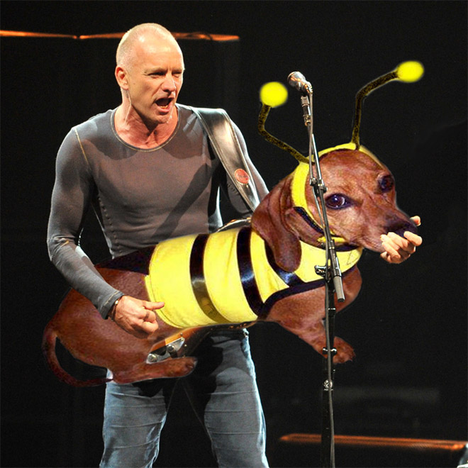 Guitars Replaced With Dogs