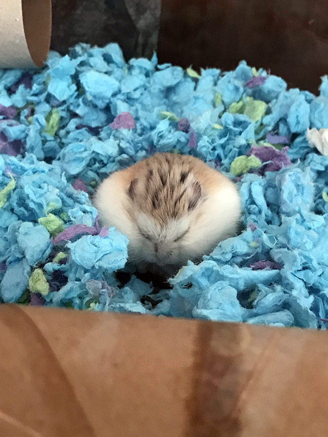 Hamster Pancakes