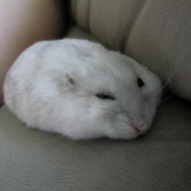 Hamster Pancakes