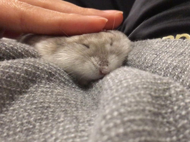Hamster Pancakes