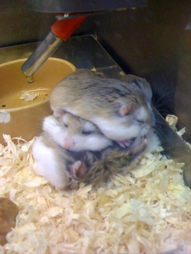 Hamster Pancakes
