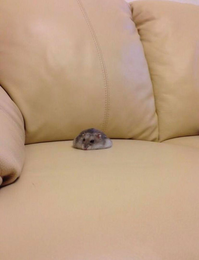 Hamster Pancakes