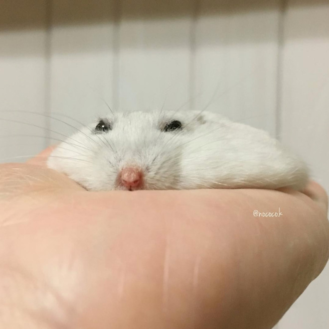 Hamster Pancakes