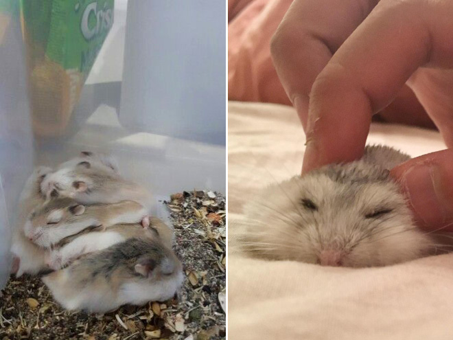 Hamster Pancakes