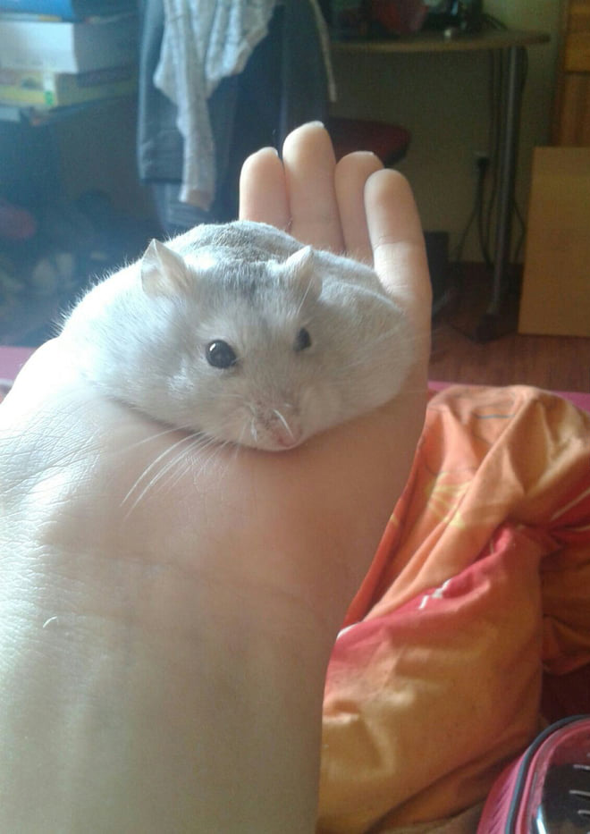 Hamster Pancakes