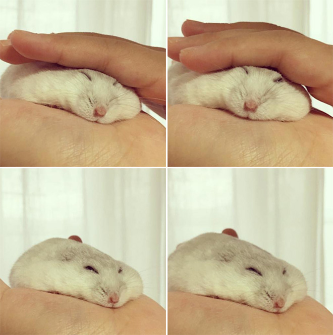 Hamster Pancakes