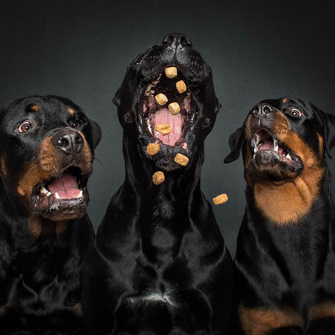 Hilarious Expressions of Dogs Trying To Catch Treats In Mid-Air