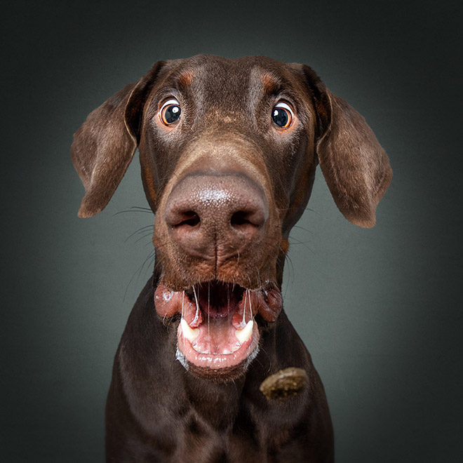 Hilarious Expressions of Dogs Trying To Catch Treats In Mid-Air