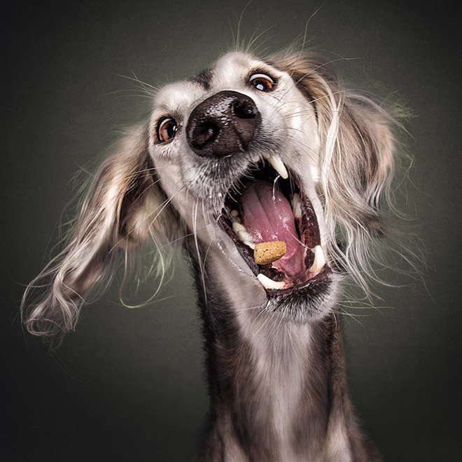 Hilarious Expressions of Dogs Trying To Catch Treats In Mid-Air
