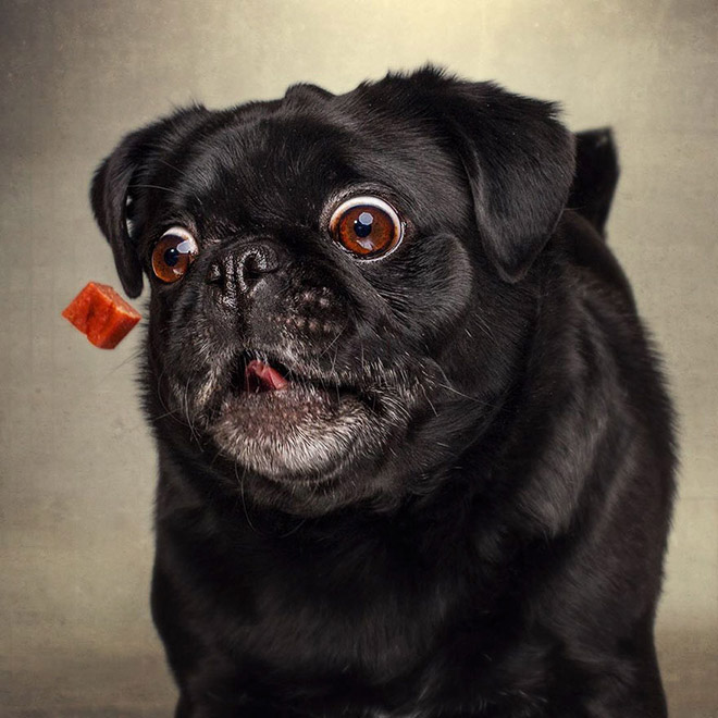Hilarious Expressions of Dogs Trying To Catch Treats In Mid-Air